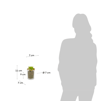 Aeonium Kunstpflanze - Größen