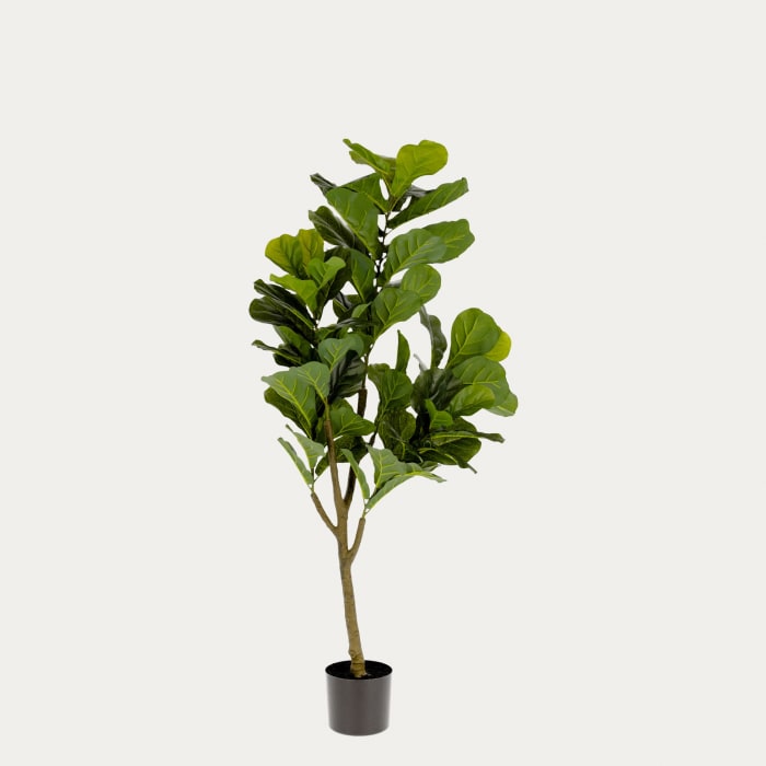150 Home® Kunstpflanze | cm Ficus Kave