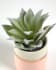 Planta artificial Agave attenuata con maceta de cerámica rosa 14 cm