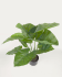 Planta artificial Alocasia Odora con maceta negro 57 cm